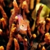 hawkfish_pixy_is_v_0705_png0966_2.jpg
